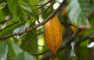 Cocoa extends gains as supply shortage keeps price near record