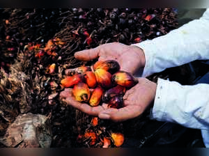 Edible Oil Prices to Fall as Indonesia Ships 200,000 tonnes Crude Palm Oil