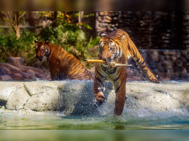 A Royal Bengal Tiger at a pond at the Byculla zoo
