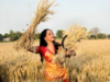 'Dream girl' Hema Malini becomes 'Mother India' as she harvests wheat ahead of Lok Sabha polls