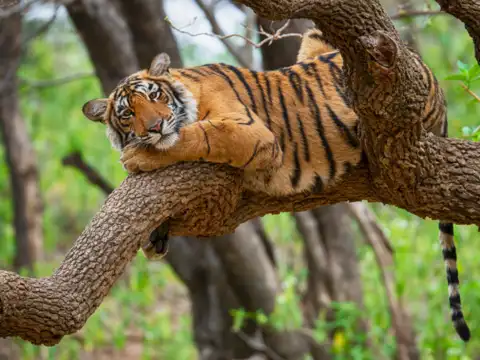 Ranthambore National Park, Rajasthan