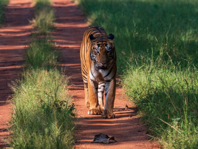 Tadoba Andhari Tiger Reserve, Maharashtra