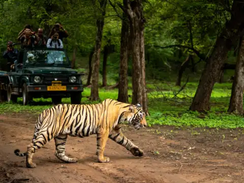 Pench National Park, Madhya Pradesh