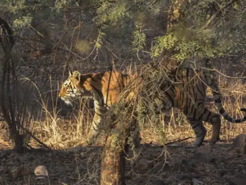 Manas National Park, Assam