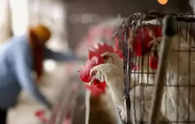 Bird flu is spreading to more farm animals. Are milk and eggs safe?