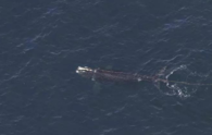 Right whale is found entangled off New England in a devastating year for the vanishing species