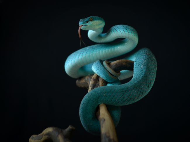 This finding sheds light on the complex cognitive abilities of snakes and their social behaviors, opening new avenues for understanding reptile cognition beyond visual-based tests.