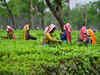 Lok Sabha election: Tea workers, Rajbanshis hold key in North Bengal