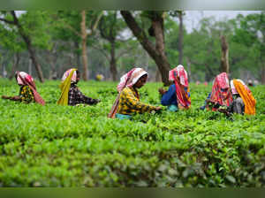 Congress campaign in tea garden areas benefiting BJP: Himanta