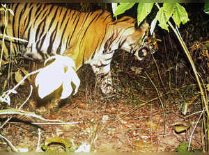 **EDS: IMAGE SHOT USING TRAPPING CAMERA** Palamu: A young tiger roams in the Sou...
