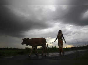 A woman farmer walks with her cattle against the backdrop of monsoon clouds on the outskirts of Agartala