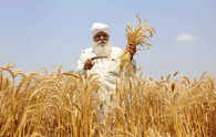 No reports of impact of rains on wheat, other crops: Agriculture ministry officials