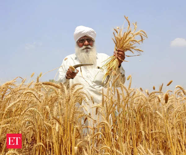 no reports of impact of rains on wheat other crops agriculture ministry officials