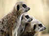 Meerkat Manor Animated Movie Adaptation: All you may want to know