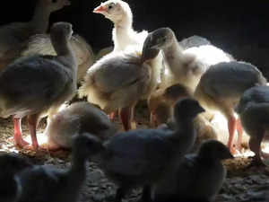 Bird flu outbreak reported in Kerala's Alappuzha:Image
