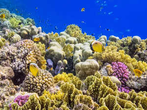 Coral reefs - iStock