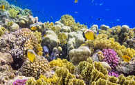 Heat stress is plunging the world’s coral reefs into crisis