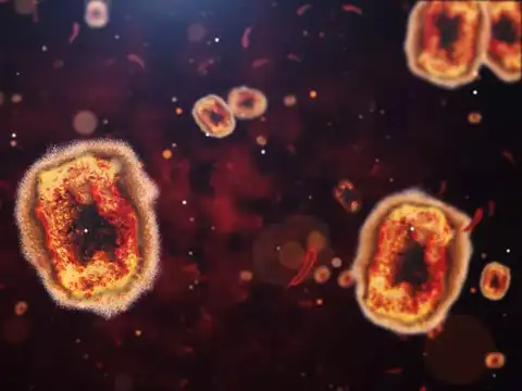 What is B virus?