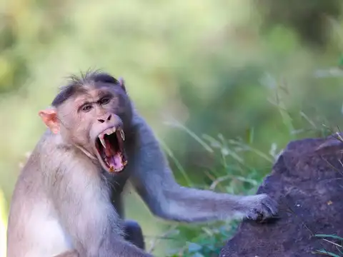 How does B virus transmit to humans?