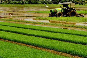 Forecast of good monsoon brightens farm prospects