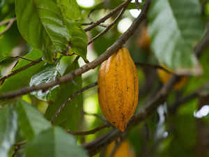 Cocoa soars above $11,000 a ton as processing pace holds up:Image