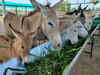 Gujarat farmer's online donkey milk business rakes in Rs 3 lakh monthly
