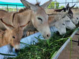 Gujarat farmer's online donkey milk business rakes in Rs 3 lakh monthly