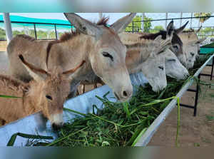 Donkey farm