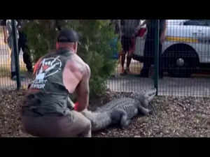 MMA fighter wrestles with alligator. Video goes viral:Image