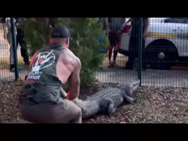 MMA fighter wrestles with alligator. Video goes viral