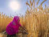 Dvara E-Registry, IRRI unveil FPOs in Odisha to empower women farmers using eco-friendly agri practices