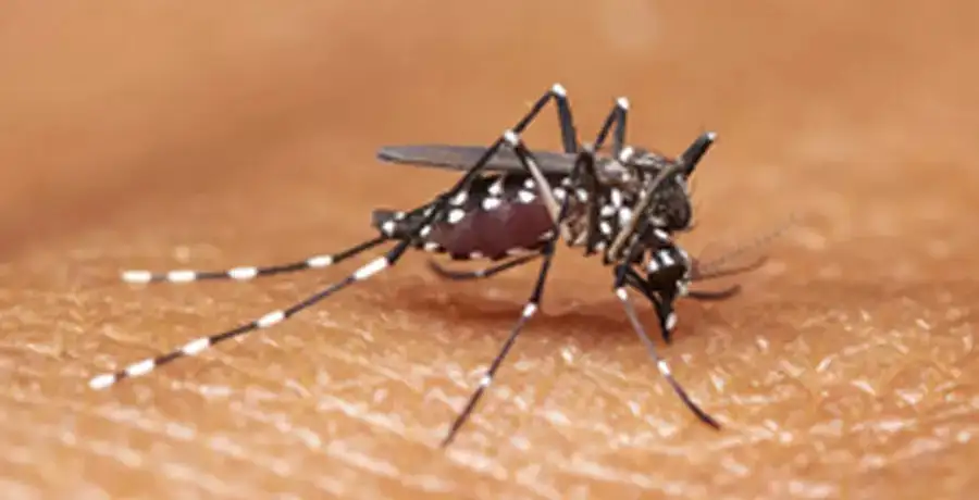 World Malaria Day 2024: Tips for speedy recovery - Vimarsana News