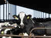 Bird flu virus detected in cow milk: Will it impact humans?