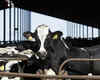 Bird flu virus detected in cow milk: Will it impact humans?