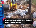 Massive Bird flu outbreak hits Jharkhand, around 4000 birds culled