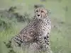 MP's Gandhisagar wildlife sanctuary to get 5-8 cheetahs from South Africa