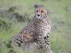 MP's Gandhisagar wildlife sanctuary to get 5-8 cheetahs from South Africa