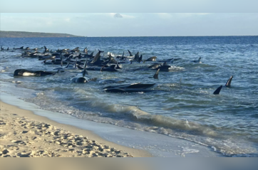 Over 100 pilot whales beached on western Australian coast have been rescued, researcher says