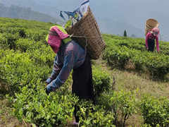 Gorkhaland, Wages of Tea Workers Key Issues