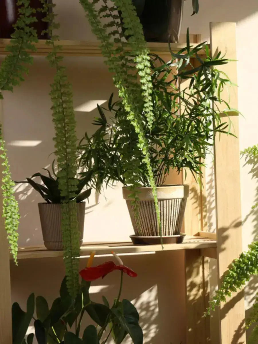 Exotic houseplants perfect for small Indian apartments - Vimarsana News