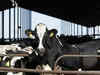US FDA says about 1 in 5 commercial milk samples tested positive for bird flu traces