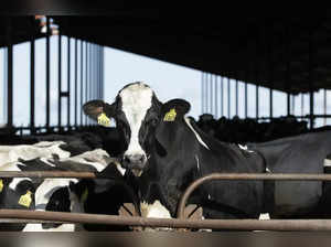 Dairy cattle must be tested for bird flu before moving between states, agriculture officials say