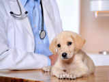World Veterinary Day 2024: How regular vet visits extend lifespan of your furry friends