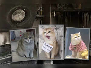 cat china set house of fire