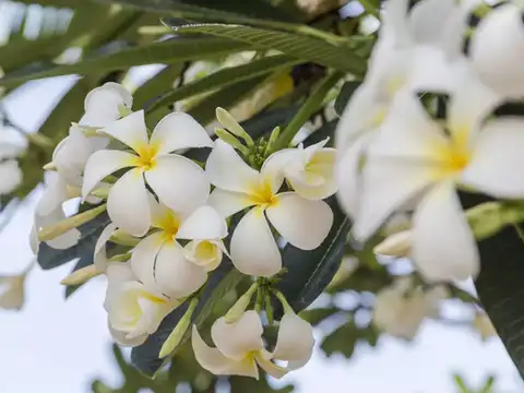 ​Plumeria​