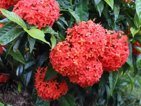 ​Ixora​