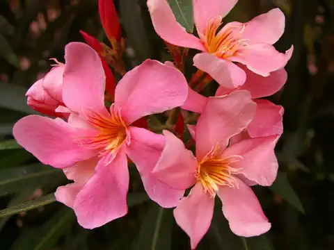 ​Nerium Oleander​