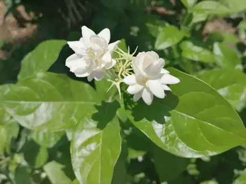 ​Jasmine​