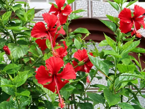 ​Hibiscus​