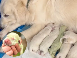 Can a golden retriever be green? Meet Shamrock, the viral puppy born with rare green fur:Image